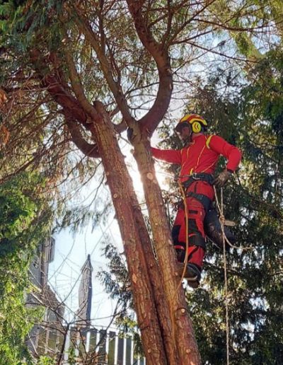 Der Baumkletterer Dortmund Baumpflege
